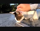 野良猫にねこじゃすりを見せたら面白い事がわかったｗ【野良猫】【感動猫】