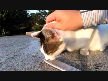 野良猫にねこじゃすりを見せたら面白い事がわかったｗ【野良猫】【感動猫】