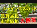 【韓国ニュース】韓国産シャインマスカットの値段が急落｡味も以前に及ばないと評価される!【ゆっくり解説】