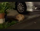 ねこねこ動画、略してねこ動