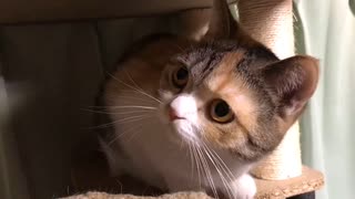 ２歳を迎えた渋子の噛み癖は治らず