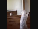 ホモと見る自分が人間ではないと気が付いた猫