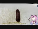 珍食材が食べたい！#100　オオグソクムシ焼き+おまけ