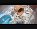 ハムスター飼いました。その138～はっちくんと2歳と1ヶ月と24日～