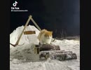 ホモと見る　スケボーを乗りこなす猫