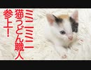 保護子猫6姉妹の個性派、うどん屋を開業する