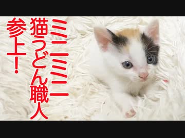 保護子猫6姉妹の個性派、うどん屋を開業する