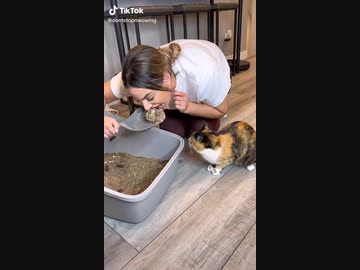 ホモと見る猫のトイレみたいなケーキ