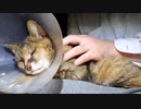 癒やしの御裾分け『猫マッサージ』