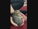 ホモと見る　両の手のひらに収まる子猫