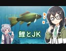 鯉を眺めながら小樽のJKが駄弁るやつ【My koi】