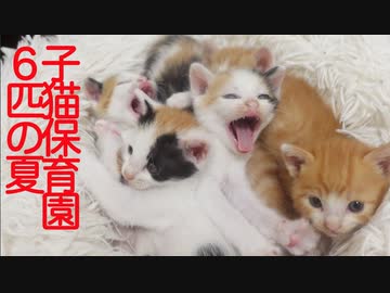 子猫保育園児、膝上をジャックする