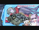 【VOICEROIDフィッシング】カワハギ釣りに初挑戦！