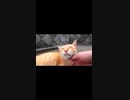 感動猫動画に出てくる人懐っこい茶トラ猫#Shorts【野良猫】【感動猫】