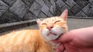 感動猫動画に出てくる人懐っこい茶トラ猫#Shorts【野良猫】【感動猫】