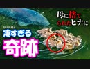 0531C⑥【捨て子にW奇跡】見捨てられた雛混ぜカルガモ親子。引っ越しで見捨てられたヒナを保護した母VS母【野鳥撮影と観察】