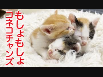 保護子猫6姉妹、めっちゃもしょもしょする