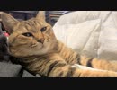 やっとコタツを使い始めたんですが…