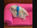 ホモと見る　酔ってそのまま寝てしまった人間の図とそっくり過ぎる