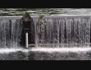 カルガモ親子のエーシー【10ヒナ】 2日め④