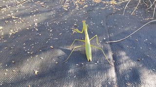 大きなカマキリ