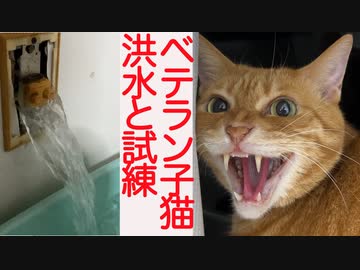 生後4週3440日のベテラン子猫、洪水後の修繕で試練が訪れる