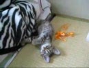 汚い裏庭で子猫が産まれてた１９