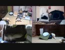 あずきの受難　4：10当たり 2022.10.21