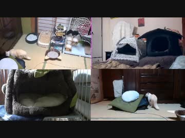あずきの受難　4：10当たり 2022.10.21