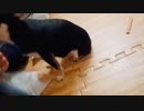 ぷるこさん(ASMRのすがた)