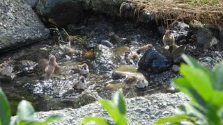 可愛いスズメの水浴び