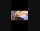 ねこじゃすりが気になる茶トラ猫#Shorts【野良猫】【感動猫】
