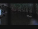 カラスが近づいたカモ親子の反応