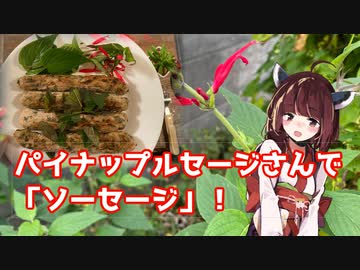 【思い切って野草を食べてみよう】#89 パイナップルセージさんで「ソーセージ」！