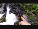【ご視聴注意】猫の ω をピロピロ (´っ･ω･)っ してみた