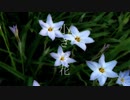 小さな花 / 東北ずん子