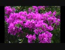 【NNIオリジナル】Magenta