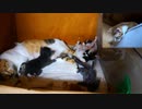 バンザイしたりハムハムしたりする子猫を真剣な眼差しで見物する叔母猫
