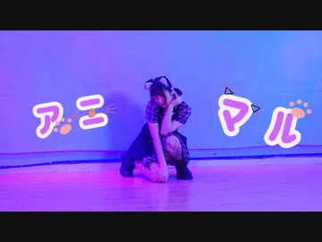 【にゃもり】アニマル【踊ってみた】