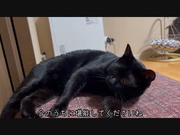 猫「あったかいんだからぁ」