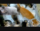 今週のおやつ（本隊）【蒼民家の猫々】