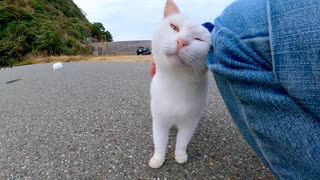 駐車場の奥にいる白猫ちゃん、足元に擦り寄ってきてカワイイ