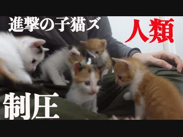 進撃の子猫姉妹、人類を制圧する