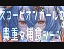 スコーピオンガールの貴重な捕食シーン