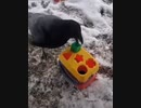 ホモと見るカラスと知育玩具