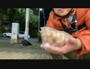 【七原くん★22/10/23】秋の収穫大感謝祭 2022 栗 銀杏 ニジマス 1/2【前編/秋の味覚で謎料理/銀杏拾い/自家製シュールストレミング/毒魚雷2年もの/スマホ停止/通信費滞納/買い物/凸】