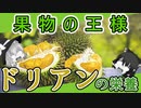 【ゆっくり解説】ドリアンの栄養について解説！