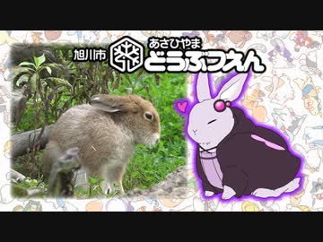 ゆかウサギ動物園　#9【旭山動物園】