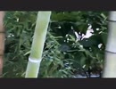 りんぐの今日の上野動物園の双子のパンダ□レイレイとシャオシャオ【2022.10.23】