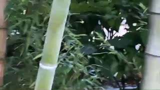 りんぐの今日の上野動物園の双子のパンダ□レイレイとシャオシャオ【2022.10.23】